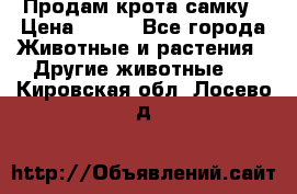 Продам крота самку › Цена ­ 200 - Все города Животные и растения » Другие животные   . Кировская обл.,Лосево д.